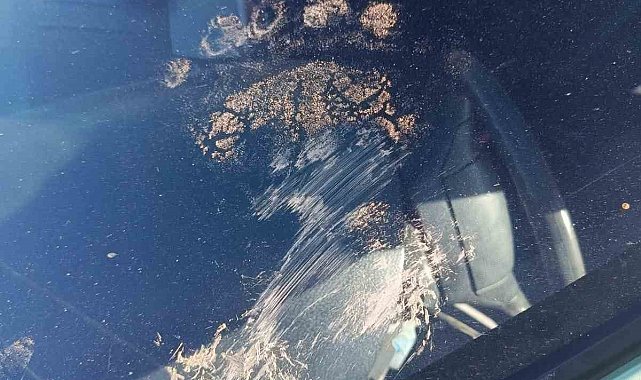 Gümüşhane'de ayı park halindeki araca saldırdı