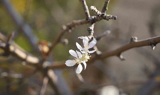 Gümüşhane'de Kasım ayında çiçek açan elma ağacı şaşırttı