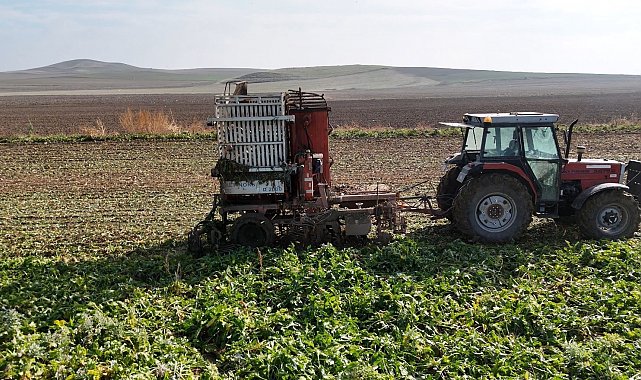 Gün doğmadan başlayan mesai sürüyor: Ankara'da şeker pancarı hasadı tempo kesmiyor