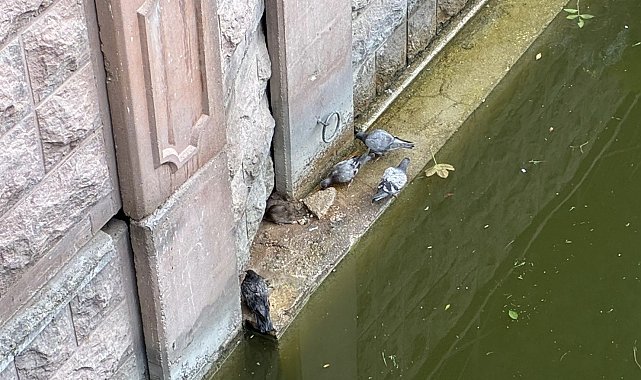 Güvercinler ve fareler yemeklerini paylaştı