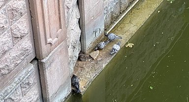 Güvercinler ve fareler yemeklerini paylaştı