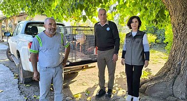 Hatay'da yaralı leylek tedavi altına alındı