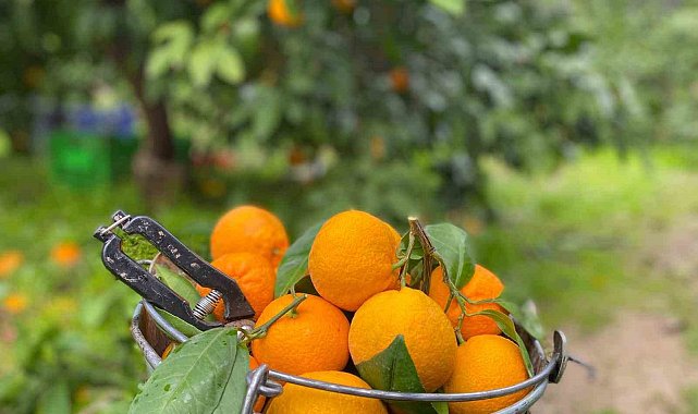 Havran Mandalinası'nda hasat vakti