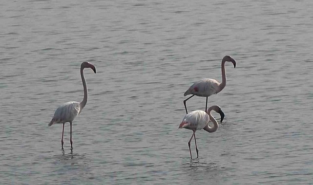 Hersek Lagünü'nde flamingo popülasyonu artıyor