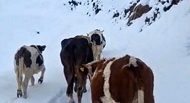 Hizan'da yayladaki hayvanlar kara hazırlıksız yakalandı