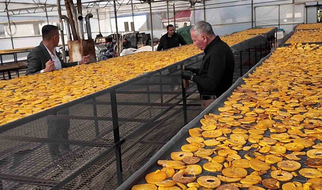 Honaz'ın meşhur cennet hurması bu kez cips olarak damakları şenlendirecek