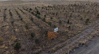 Iğdır'da fidanlar toprakla buluştu