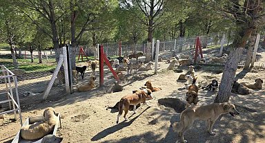 İlçelerdeki sahipsiz köpekler toplanıyor
