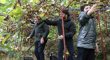 İran'dan gelen kivi fiyatları ucuzlatıyor