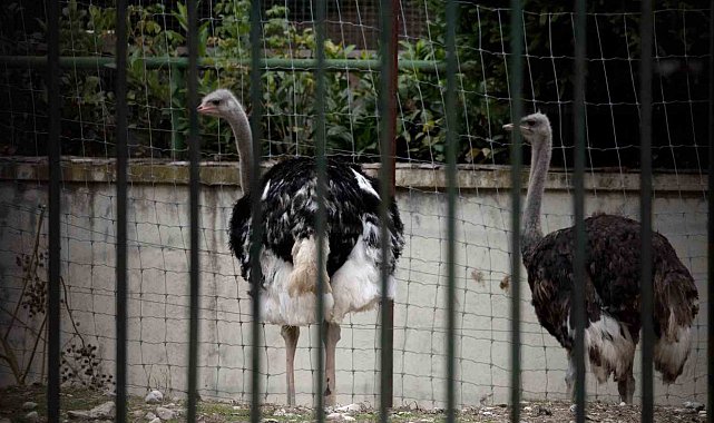 İspanya'da kuş gribi alarmı: Yüksek riskli bölgelerde kümes hayvanları kapalı tutulacak