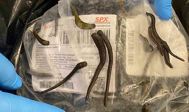 İstanbul Havalimanı'nda 5 bin adet tıbbi sülük ele geçirildi