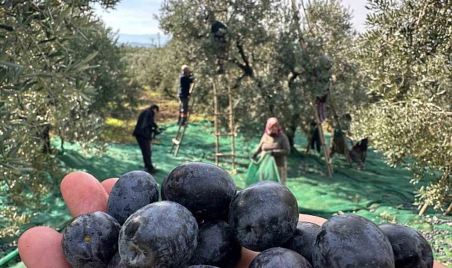 İsviçre sofralarını süsleyen zeytinde bu yıl kalite yüksek