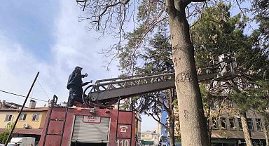 İtfaiyeden su fışkırtma tekniğiyle kedi kurtarma operasyonu