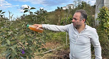 Kadife çiçeği ve soğanla kahverengi kokarcaya doğal çözüm