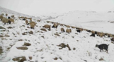 Kar yağdı, koyun sürüsü yaylada kaldı