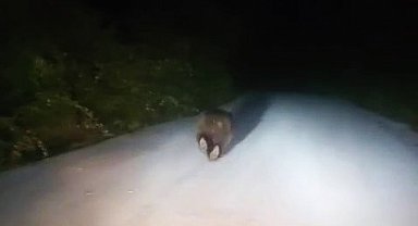 Karabük'te yolda koşan ayı kamerada