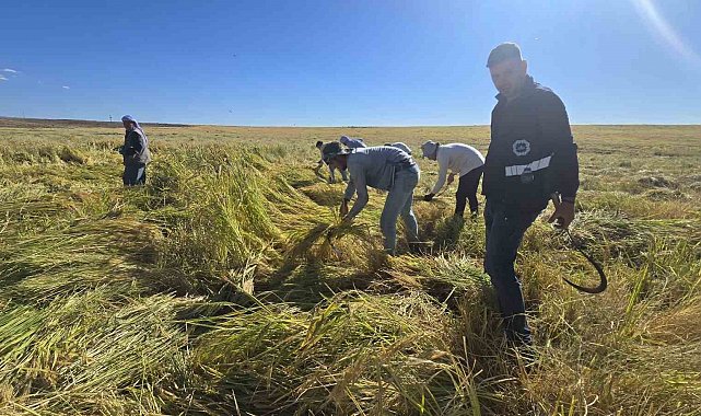 Karacadağ pirincinde ilaç kalıntısı olmadığı analizlerle doğruladı