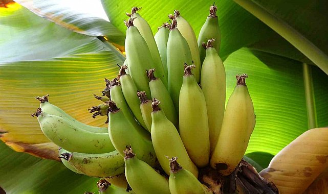 Karadeniz'de muz ve mango yetişiyor