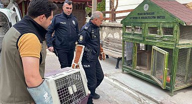 Karaman'da yaralı doğan koruma altına alındı