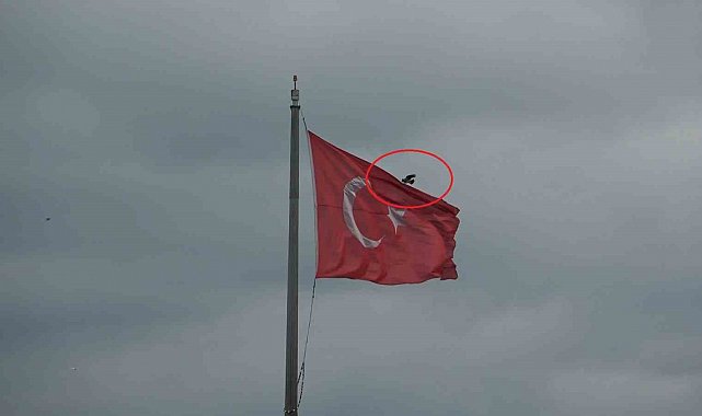 Karganın Türk bayrağı inadı