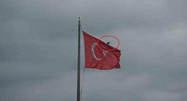 Karganın Türk bayrağı inadı