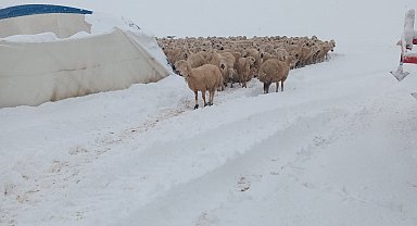 Karın ağırlığına dayanamayan çadır çöktü, 8 koyun telef oldu