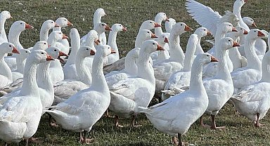 Kars'ta sofralarının vazgeçilmezi: 'Kar yiyen kazlar' kesime hazır