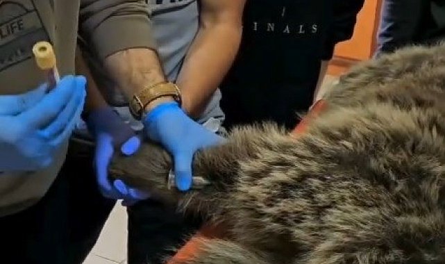 Kars'ta yaralı bozayının tedavisi yapılıyor