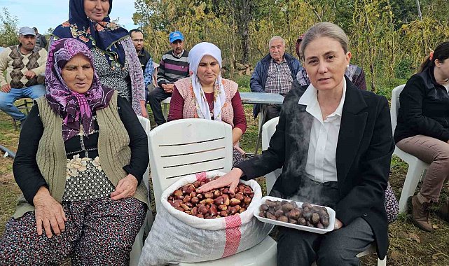 Kaymakam Kan, kestane hasadına katıldı