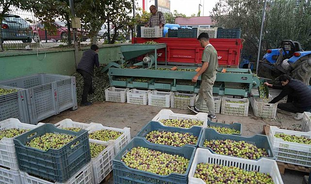Kazdağları'nda tescilli yeşil çizik zeytin için elek mesaisi başladı