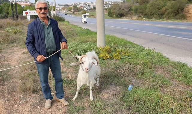 Keçileri ile tatil yapıyor