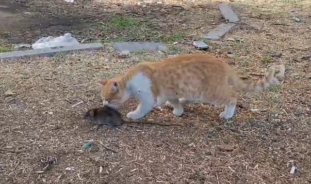 Kedi ile farenin dostluğu şaşırttı
