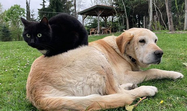 Kedi köpek maması ihracatı bin tonu geçti