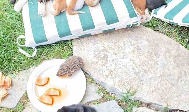 Kedi ve kirpilerin "süt kardeşliği"