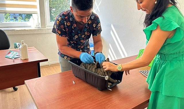 Kedi ve köpeklerin kimliklendirilmesi için son tarih 31 Aralık