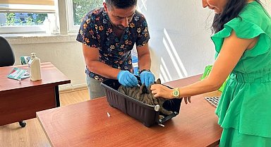 Kedi ve köpeklerin kimliklendirilmesi için son tarih 31 Aralık