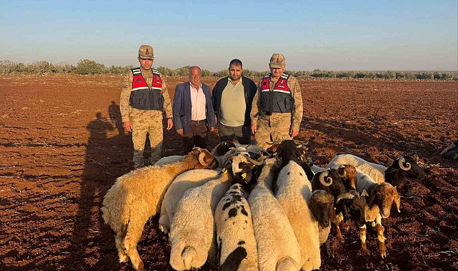 Kilis'te kaybolan 19 küçükbaş hayvan jandarma tarafından bulundu