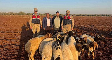 Kilis'te kaybolan 19 küçükbaş hayvan jandarma tarafından bulundu