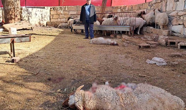 Kilis'te kurt saldırısında 3 küçükbaş telef oldu