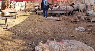Kilis'te kurt saldırısında 3 küçükbaş telef oldu