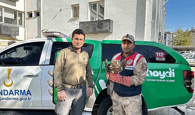 Kilis'te yaralı kızıl şahin koruma altına alındı