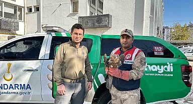 Kilis'te yaralı kızıl şahin koruma altına alındı