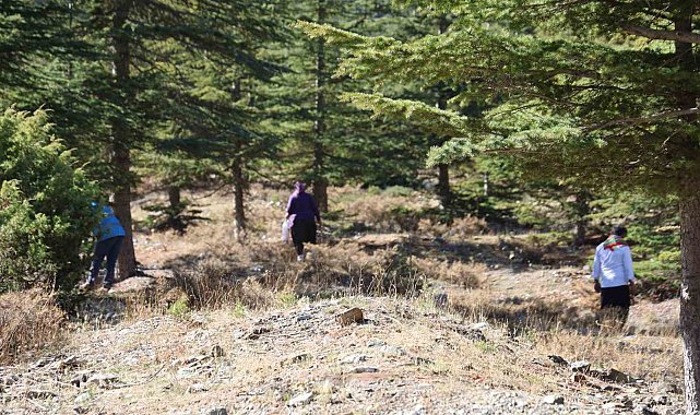 Kilosu etle yarışıyor: Japonların gözdesi sedir mantarı çıktı