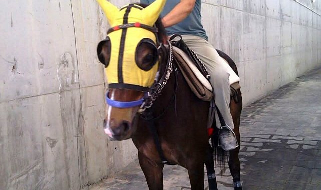 Kırmızı ışıkta geçen otomobilin çarptığı seyis, tedavi gördüğü hastanede öldü