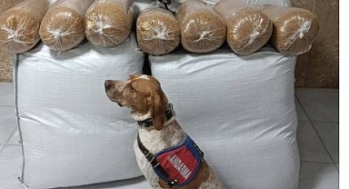 Kırşehir'de yolcu otobüsünde 400 kilogram kaçak tütün ele geçirildi