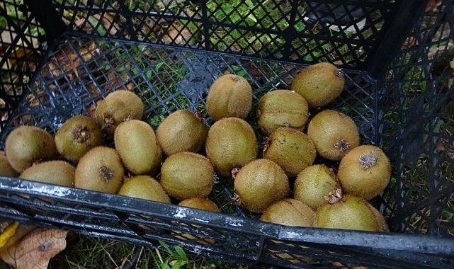 Kivi üreticileri İran kivisinden rahatsız