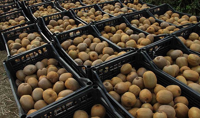 Kivide 13 bin 800 ton hasat