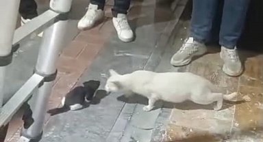 Kolon boşluğuna düşen 2 yavru kedi, itfaiye ekipleri tarafından kurtarıldı