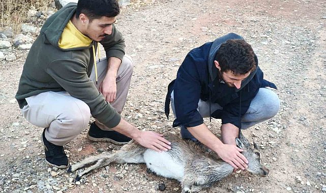 Köpeklerin saldırdığı yavru dağ keçisini 3 kilometre sırtında taşıdılar