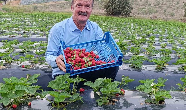 Köprübaşı'nda kasım ayında çilek bereketi